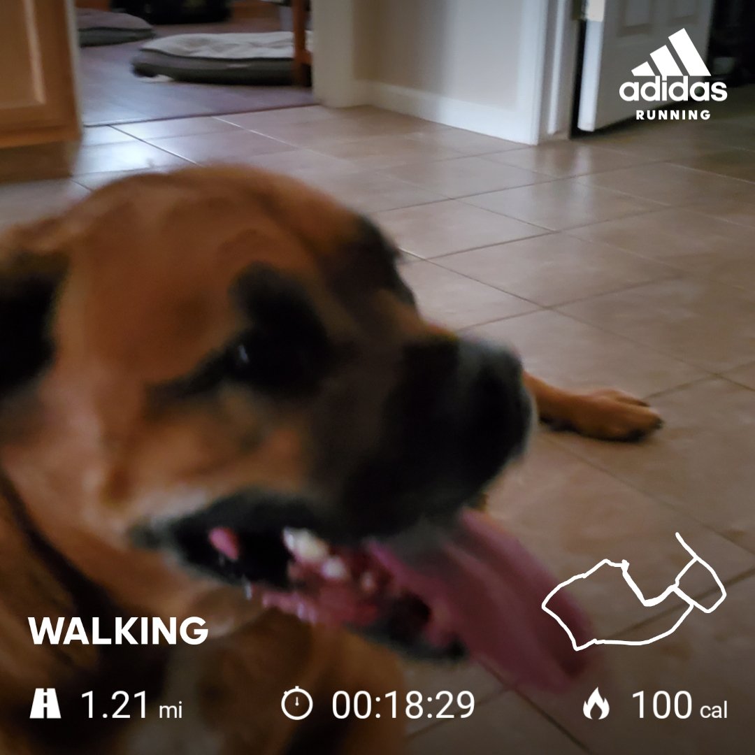 Feeling the heat on this morning's #dogwalk