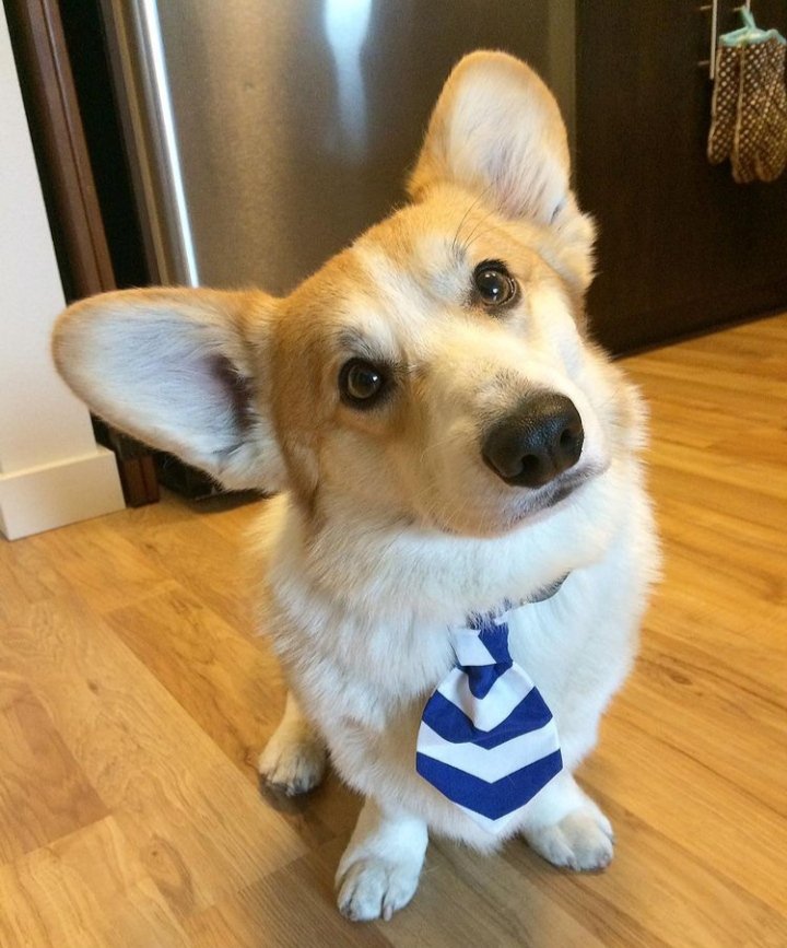 CommunityCorgi's tweet image. Do you love Corgi Dog?🤩
Who love this?🥺
Follow us👉 for more content! 😻🥰
 
❤️Double tap⁣❤️
_
_
#CorgiCrew #Corgi #corgiofTwitter