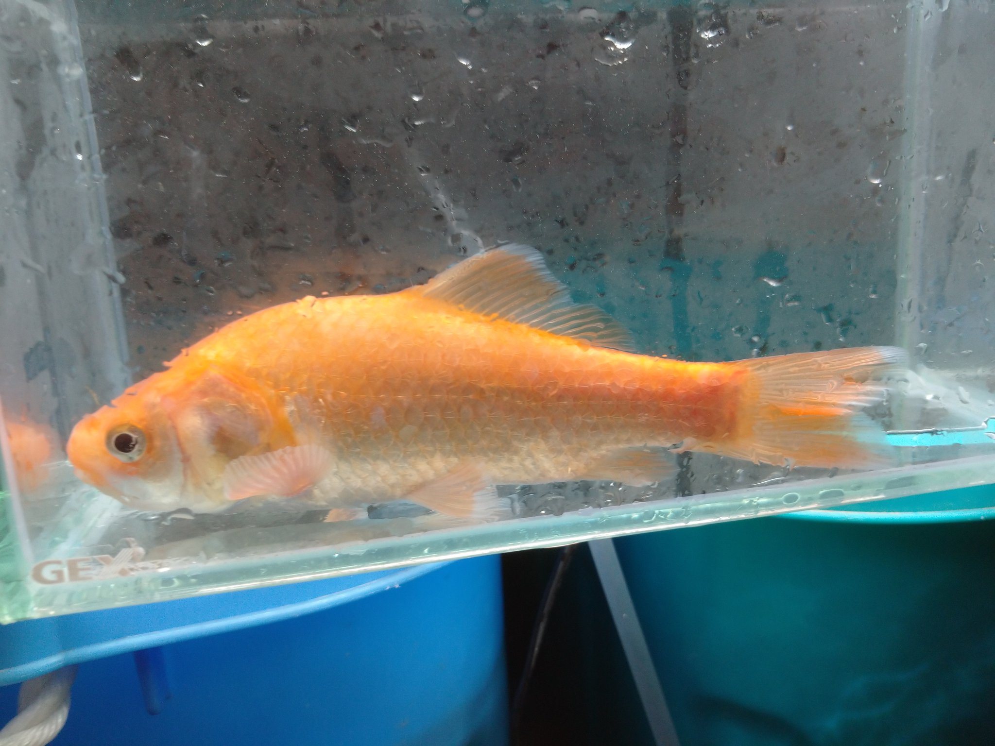 金魚亭 Kingyotei Chiba Twitter