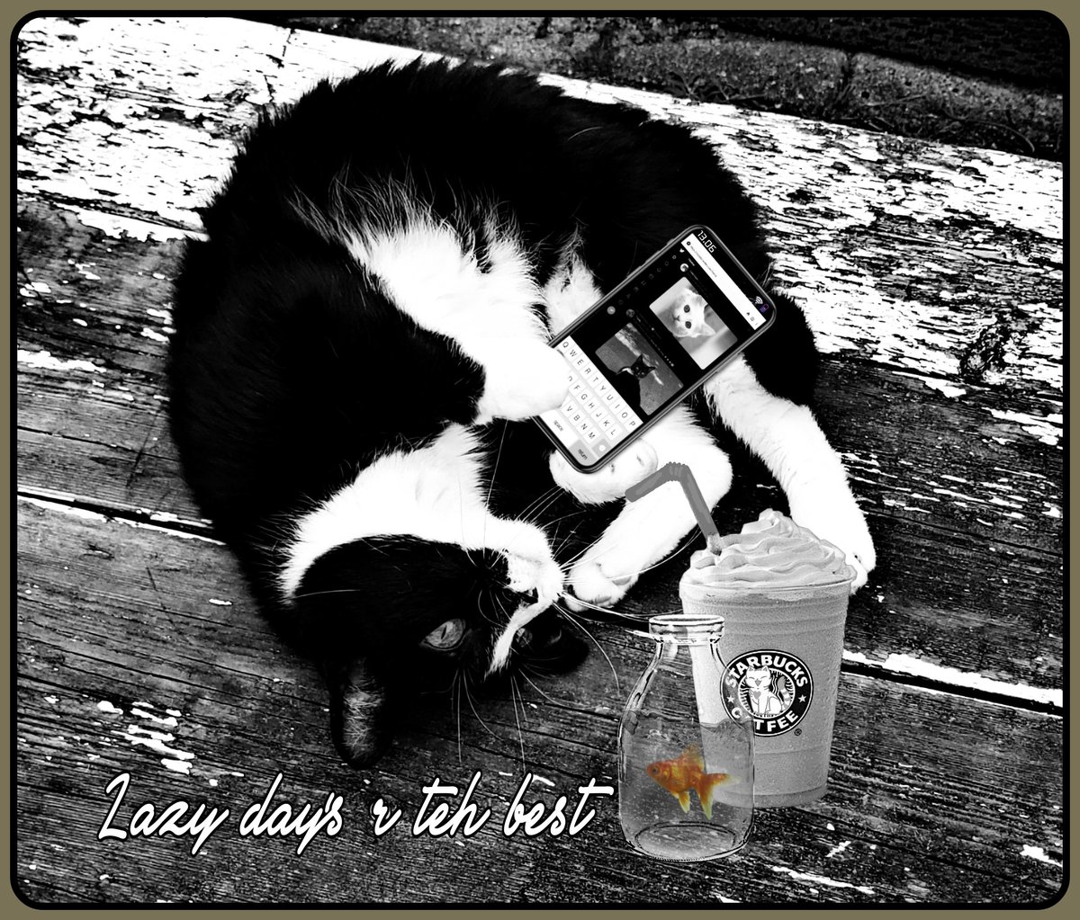 _MeetMika_'s tweet photo. I has everything i need....... fur now 😼 #CatsOnTwitter #fridayfishday https://t.co/seszbULqUV