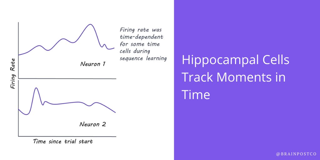 #Hippocampal Cells Track Moments in Time

New this week in @SfNJournals 
@brainpostco's scientific summary by @DrPI_Imoesi:
brainpost.co/weekly-brainpo…