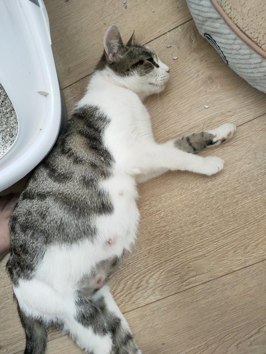 Flick here is our newest mum to be, don't think she has long to go! #newmomma #AdoptDontShop #supportlocalrescues