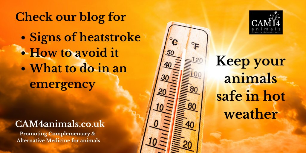 CAM4animals on Twitter "heatwave It takes a few minutes for a dog to