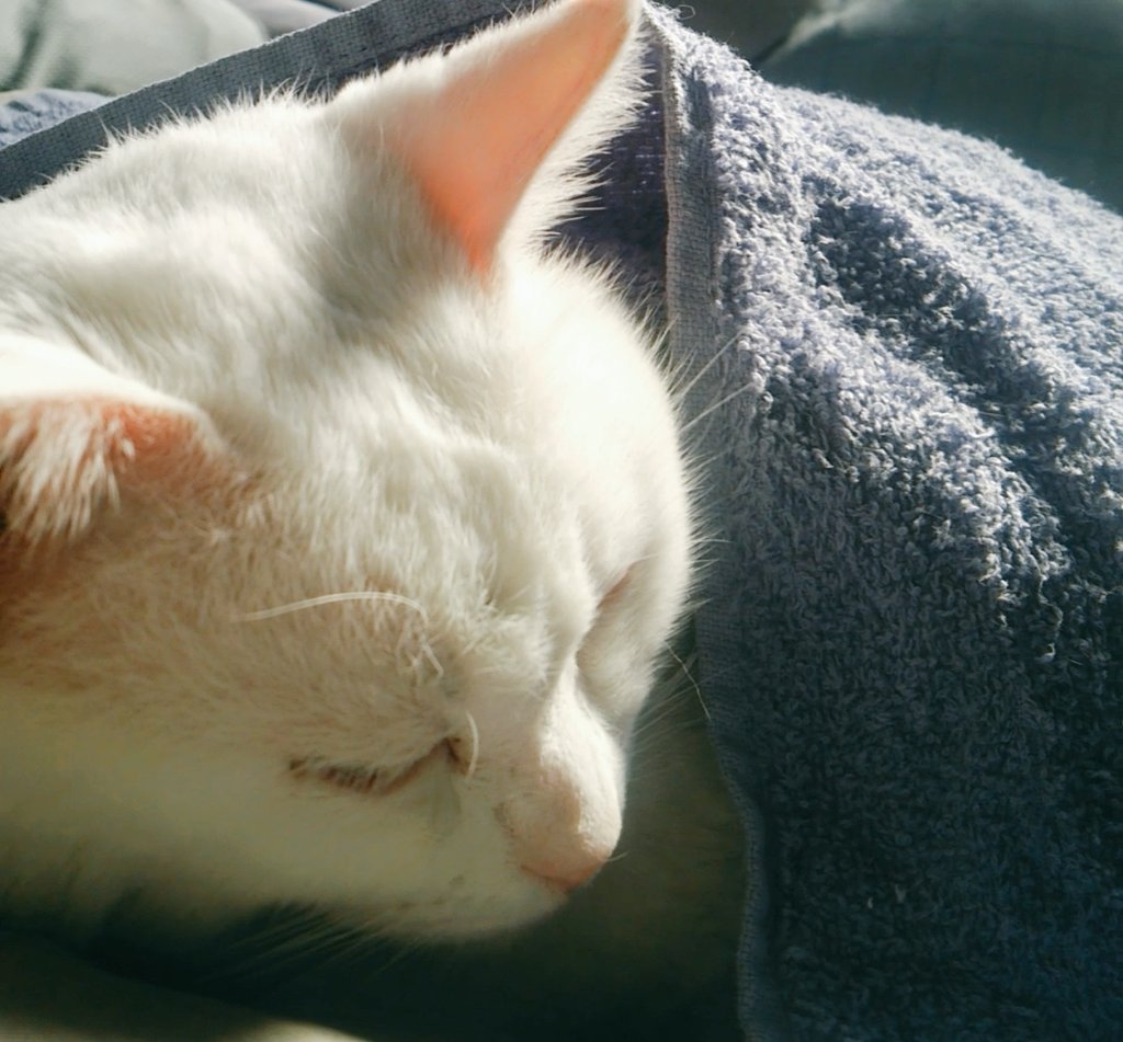 しろねこミントの思い出 Mintaka1001 Twitter しろねこミントの思い出 Mintaka1001 Twitter