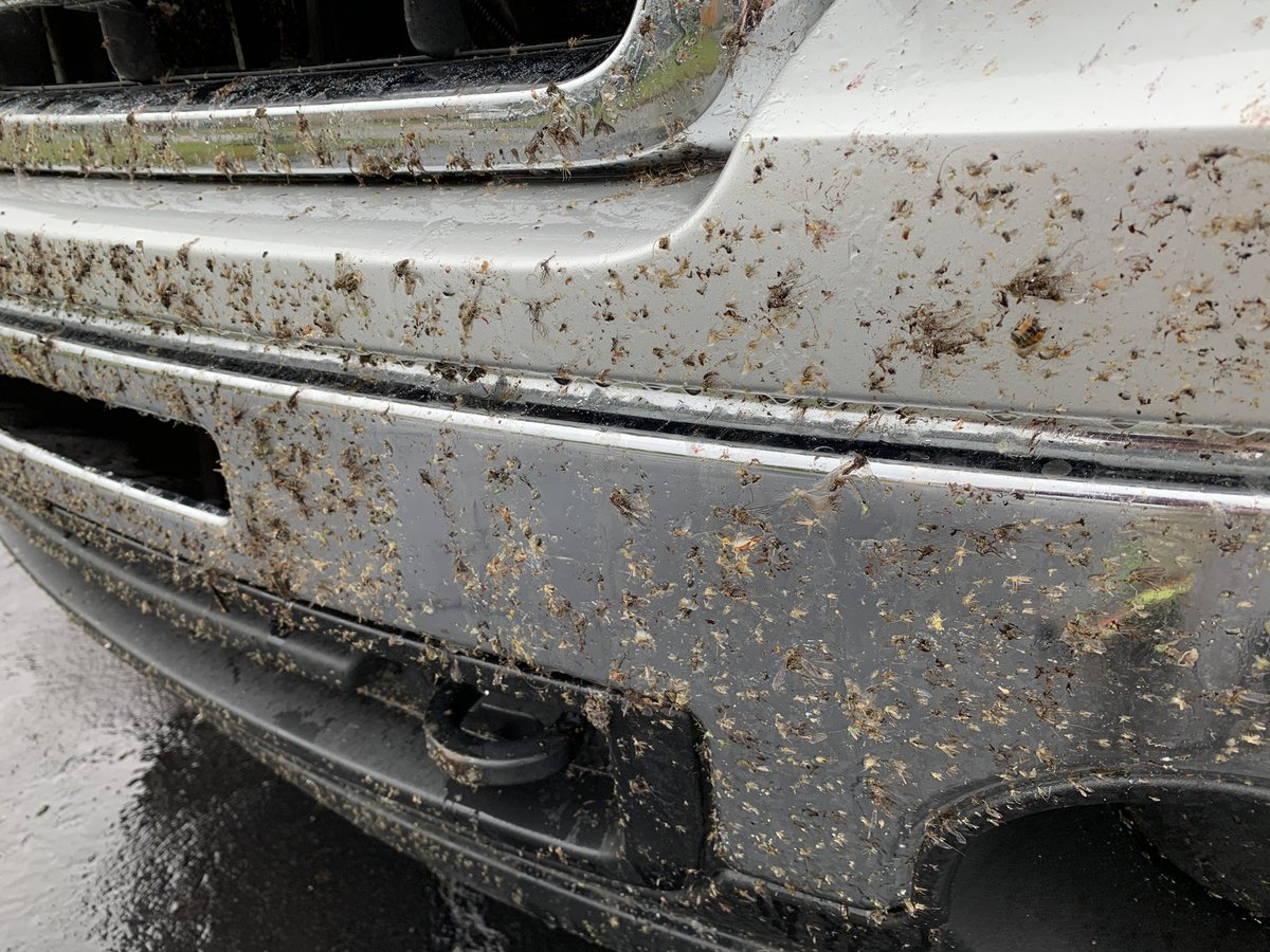 sheldon_tuck's tweet photo. No flies in Labrador sure. Lol. Had to stop a few times last night driving in from vacation to clean off the windshield, so we could see. #labrador #bigland #flies #nlwx @EddieSheerr @weathernetwork @MurphTWN @StormHour https://t.co/1e4ibbzGYw