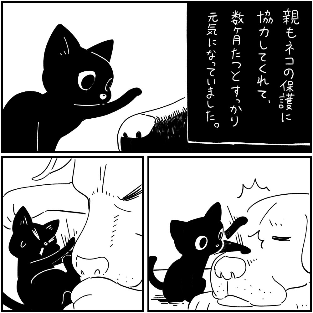 フォロワーさんの本当にあった怖い話
その54「黒猫とラブ」
1/3 