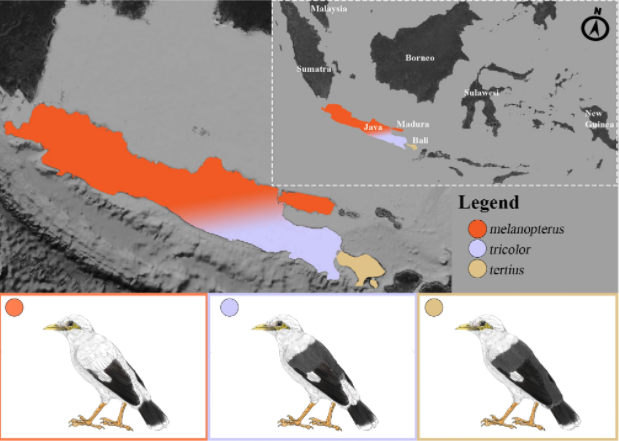 avianevo's tweet photo. The Black-winged Myna species complex comprises of 3 Critically Endangered forms distinguished by the amount of black in their plumage. Our work shows how this variation is partly explained by introgression with the all-black Javan Myna in eastern Java:
https://t.co/IHMmXMpLUq https://t.co/1OkC73GzSW