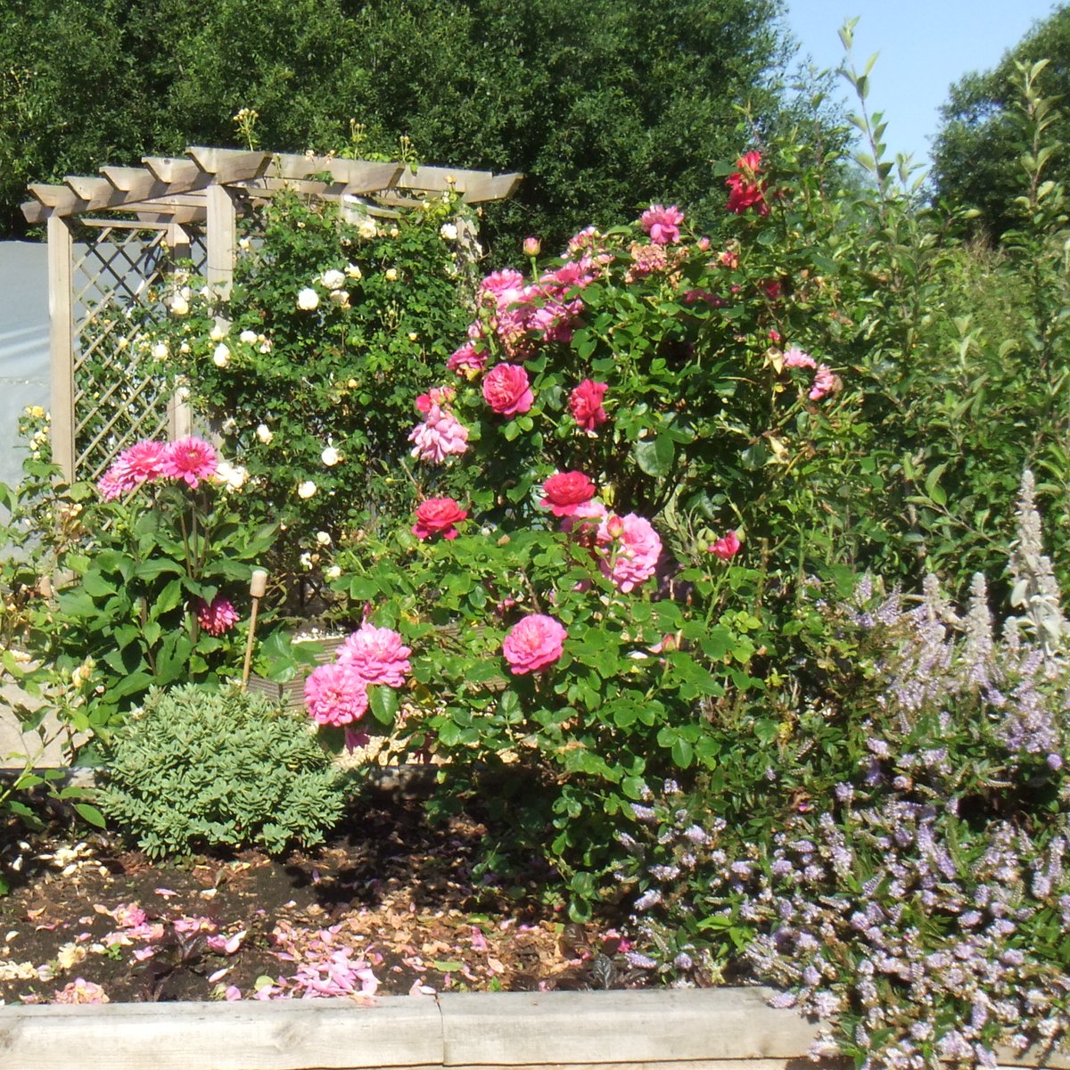 MillSkill's tweet image. Everything seems to be flowering in the Skill Mill garden.   Lots of perennial plants and shrubs in the sales area and check out our online shop.thenorthdaleshop.org