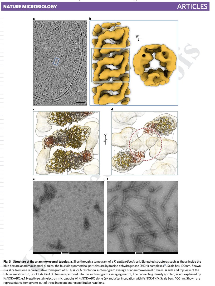 Mike Jetten🟥 (@msmjetten) on Twitter photo Structural & functional characterization of the intracellular filament-forming nitrite oxidoreductase multiprotein complex of #anammox bacteria
@barendsthomas @MicroPhys <a href="/krparey/">Kristian Parey</a> <a href="/MPIbp/">Max Planck Institute of Biophysics</a>
<a href="/msmjetten/">Mike Jetten🟥</a> @siammicrobes
@dietrich_th <a href="/Radboud_Uni/">Radboud University</a> <a href="/ERC_Research/">European Research Council (ERC)</a>
nature.com/articles/s4156… Structural & functional characterization of the intracellular filament-forming nitrite oxidoreductase multiprotein complex of #anammox bacteria
@barendsthomas @MicroPhys <a href="/krparey/">Kristian Parey</a> <a href="/MPIbp/">Max Planck Institute of Biophysics</a>
<a href="/msmjetten/">Mike Jetten🟥</a> @siammicrobes
@dietrich_th <a href="/Radboud_Uni/">Radboud University</a> <a href="/ERC_Research/">European Research Council (ERC)</a>
nature.com/articles/s4156…