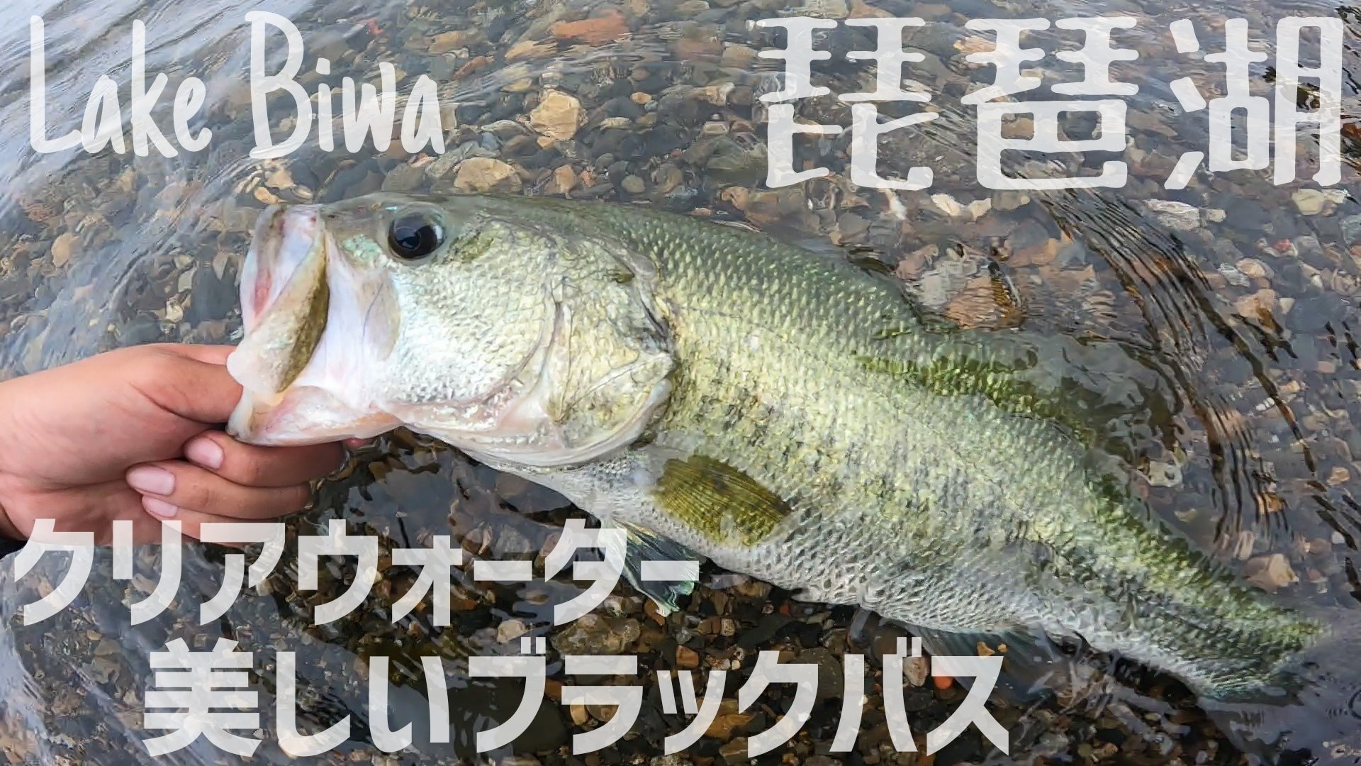 琵琶湖ヘビキャロ Twitter Search Twitter