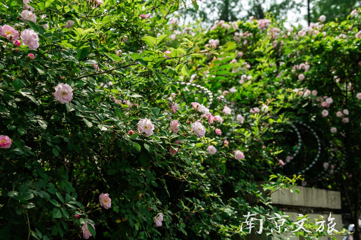 WTEChina's tweet photo. It would be unique and wonderful to take a special trip to #Nanjing to refresh your mind and enjoy the cool moment in the summer days. 
@GoToNanjing @DiscoverNanjing 
https://t.co/dPfkUKpI83 https://t.co/T4GB46MYMi