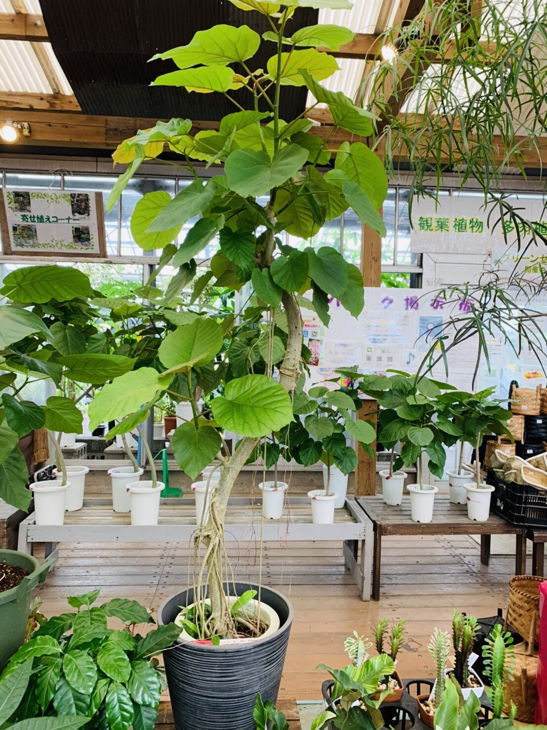 サンパーク都城店 大人気観葉植物ウンベラータです 九州 宮崎 鹿児島 都城 三股 国分 志布志 鹿屋 サンパーク サンパーク都城 サンパーク都城店 映えの共有 花屋の本気 T Co Gskcq0iwsl T Co Yskf4aulrv Twitter