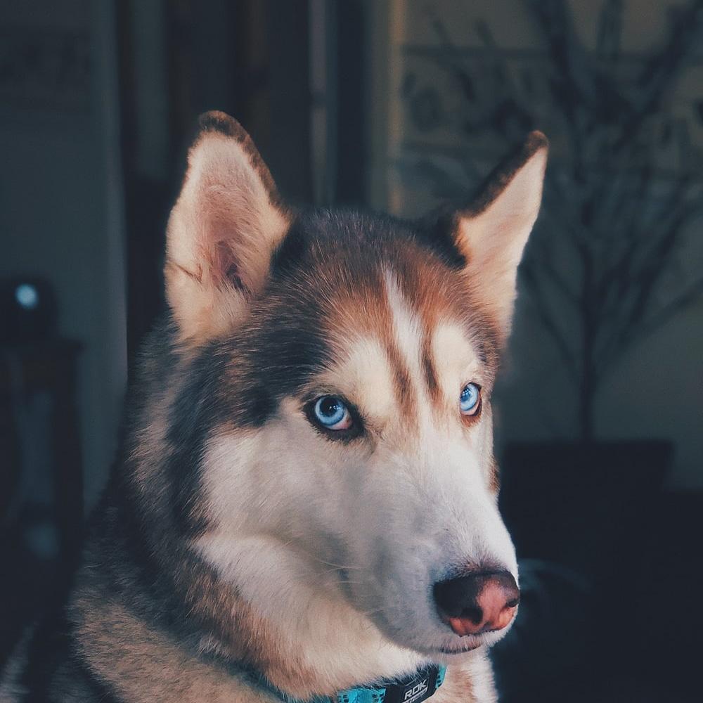 BarnettDog's tweet photo. For an animal person, an animal less home is no home at all.

#doglife #dogsofinsta #dogoftheday #doglove #dogphotography #dogquote #dogmodel #dogsitting #dog #dogsofinstagram #dogs #dogmom #dogmom #dogmom #doggo #doglover #doge #doglovers https://t.co/kfWagEmfTD