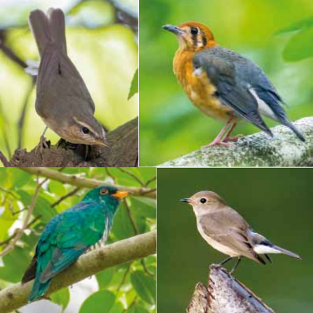 avianevo's tweet photo. The 2019-2020 winter resulted in a glut of unusual vagrants in Malaysia and Singapore. This paper details notable sightings and trends over the last few years: https://t.co/qgtL4XI1K5 https://t.co/UuseO05lLQ