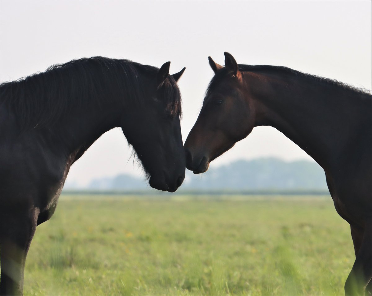 Vanuit Fryslân wensen wij alle getroffenen en hulpdiensten in @Limburg veel sterkte met deze ongekende wateroverlast. Wy tinke oan jimme.