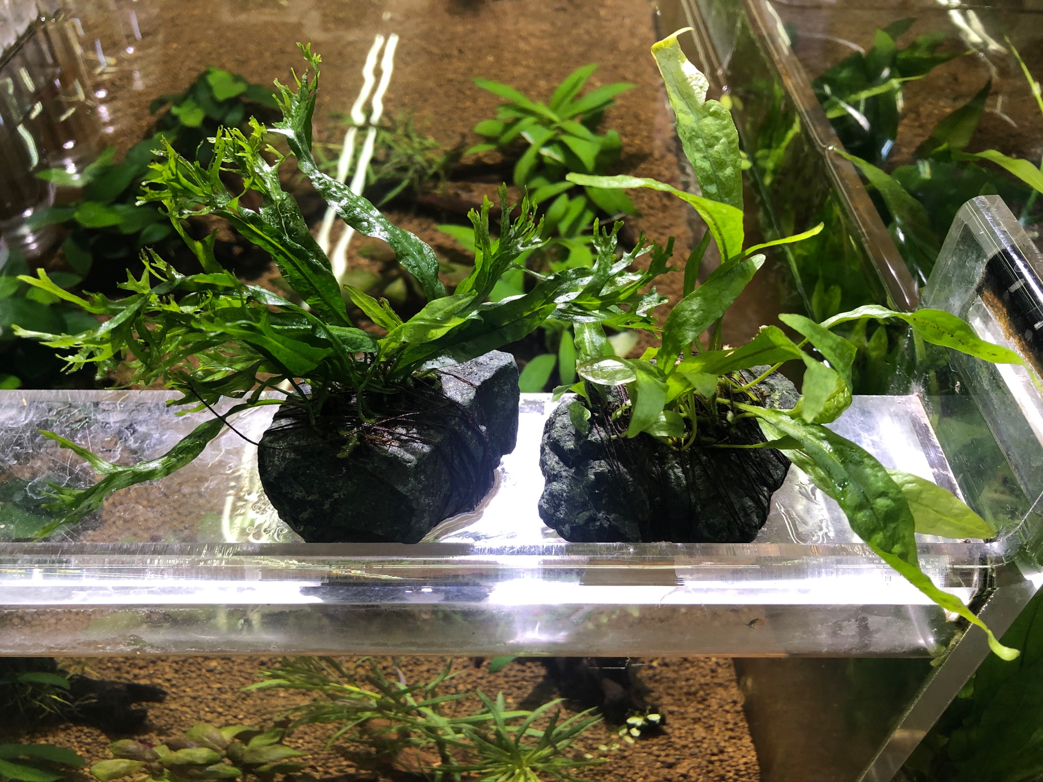 Mickey Gon ペットプラザ市川原木店 石付き ミクロソリウムプテロプス ミクロソリウムウェンディロフ 入荷しました 丈夫な水草 お手入れ簡単な水草 入れるだけでレイアウトになる水草を探している方はいかがですか 各1 280円 税込1 408円 です