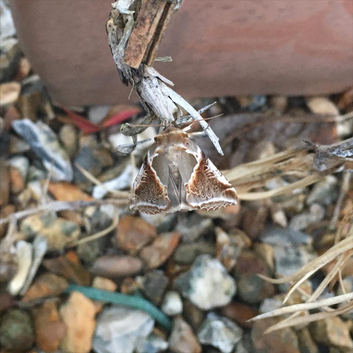 GraemeBWilson's tweet photo. Am very excited! Took moth trap through to my dadโs in Hamilton & caught a first for VC77 Lanarkshire: a Buff Arches! Got it confirmed by country recorder it was new VC (Vice-County) record this morning. Not only is it bit of a rarity in Scotland itโs a stunning moth!
#BuffArches https://t.co/MjJjl0RTNP