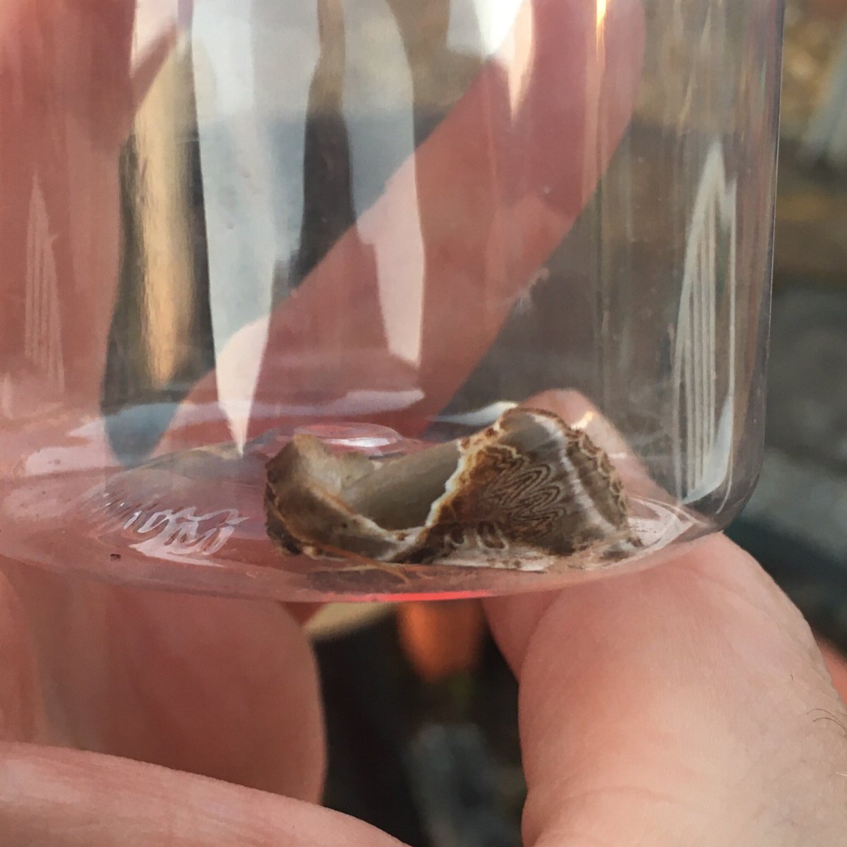 GraemeBWilson's tweet photo. Am very excited! Took moth trap through to my dadโs in Hamilton & caught a first for VC77 Lanarkshire: a Buff Arches! Got it confirmed by country recorder it was new VC (Vice-County) record this morning. Not only is it bit of a rarity in Scotland itโs a stunning moth!
#BuffArches https://t.co/MjJjl0RTNP