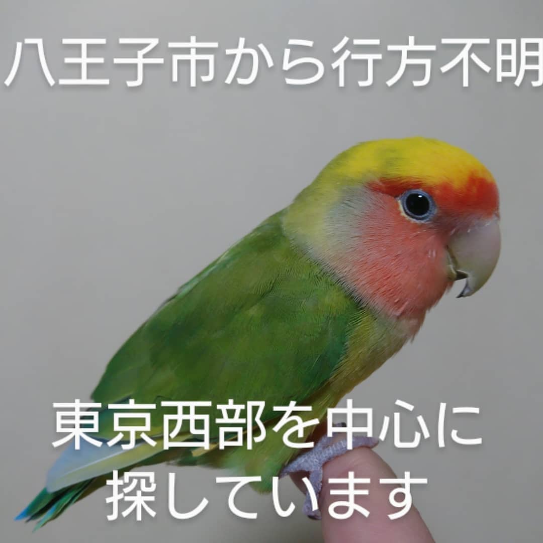 bcj2TE5OvQ86Kdk's tweet photo. 先週火曜日に、八王子駅前でコザクラインコが目撃されています。
うちの子かな？探しに行きます！
#拡散希望 #探してます #迷子インコ #保護インコ #コザクラインコ #八王子市 #東京都 #八王子��� #助けてください #お家に帰ろう #大事な家族 https://t.co/6DhnoDon57