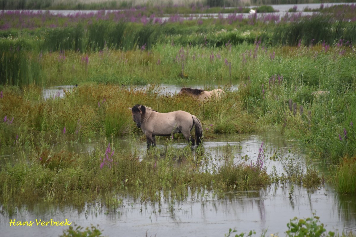 Natte voeten voor de Konikpaarden, eerste ongemakken hoogwater zichtbaar