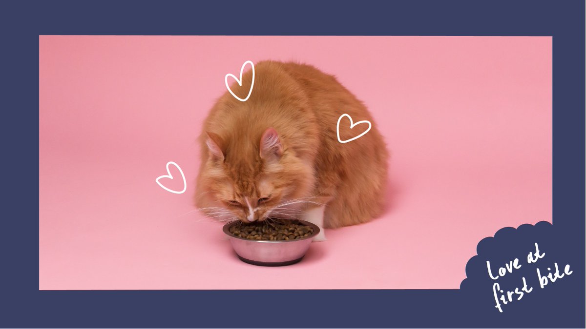 Get your pack quickly if you want to see your cat look this much in Lovebug.

#greenforce #ethicalbrand #ethicalliving #environmentalfriendly #plasticfree #feedme #environmentalsustainability #sustainabilityissexy #responsiblepetowner #catfoods #ecocat #naturalcattreats