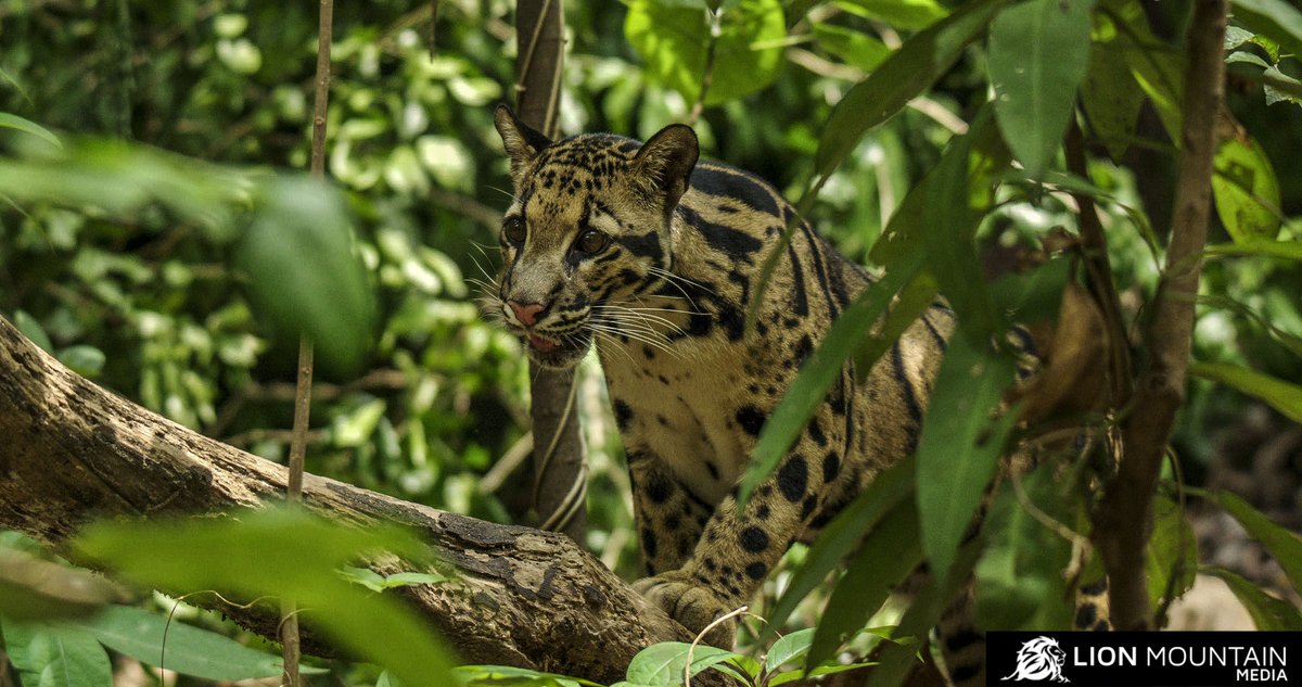 LionMountain_TV's tweet photo. The clouded leopard π± (Neofelis nebulosa).
#cloudedleopard #bigcats #cats #bigcatsofinstagram #bigcatsforever #bigcatsinitiative #bigcatswildlife #bigcatsofinsta #bigcatsafari #bigcatsconservation #bigcatsofafrica #bigcatsofinstigram #earthcapture #conservation https://t.co/HNMX98jvv0