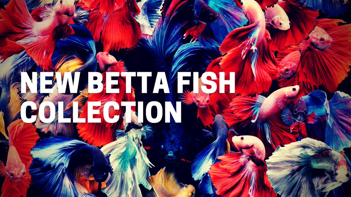 brahmadasR's tweet photo. New Betta Fish Collection - Beautiful Fighter Fishes Video https://t.co/zQhwYGBvg0 via @YouTube #bettafish #Video in #VidedoHubOnline #YouTube channel #FighterFish Video https://t.co/ubdi8XoYib