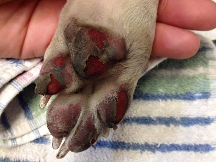 Please retweet, hold your hand on the pavement for 7 seconds to see how hot it is for your dogs paws. Walk earlier or later in the day or on grass  🐾🔥🐾🔥🐾
More info👇
thesun.co.uk/fabulous/95804…
#dogs #dogsoftwitter