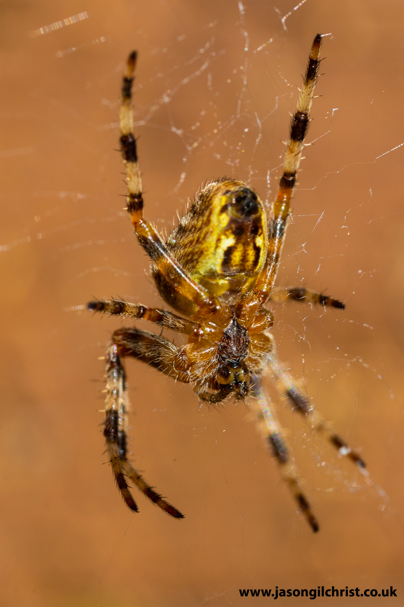 jgilchrist13's tweet photo. Answer: Spider ventral distal abdomen, with spinnerets. Orbweb spider (orb-weaver spider) Metellina sp, Tetragnathidae. From garden, Kirkliston, Scotland. #spider #orbwebspider #orbweaverspider #Araneae #Metellina #Tetragnathidae #macro #MacroHour #Springwatch @BritishSpiders🕷️ https://t.co/p9Abdhiawx