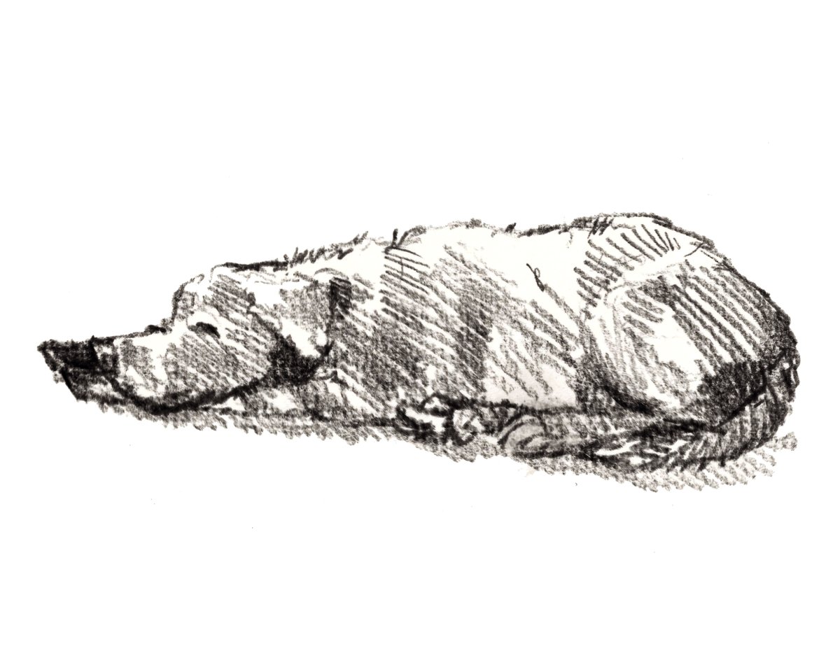 iaindwelch's tweet photo. I hope that you are having a super fabulous Friday, lovely people and lovely dogs.

#hoorayfordogs #labrador #naptime https://t.co/xnaN9rQIVu