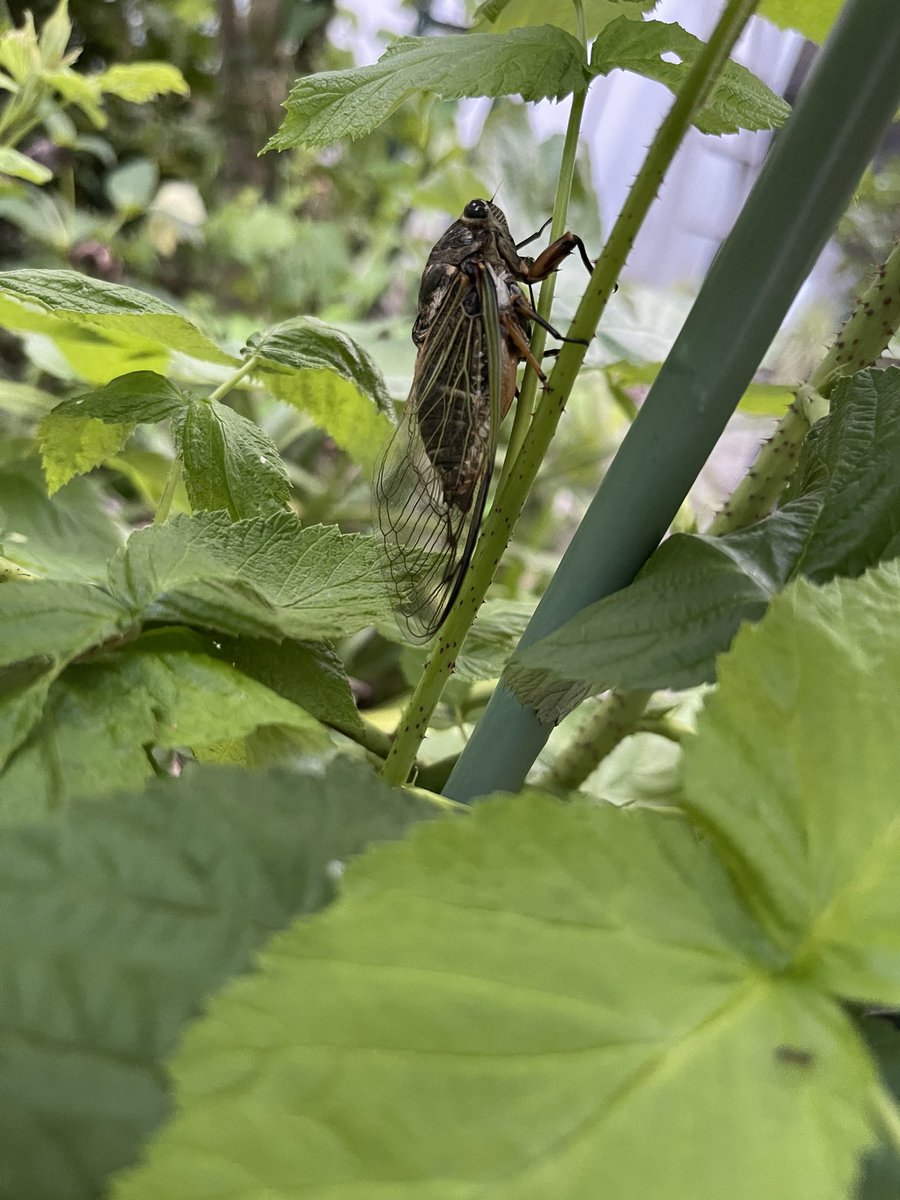 檀からん Nikopuruatom Twitter