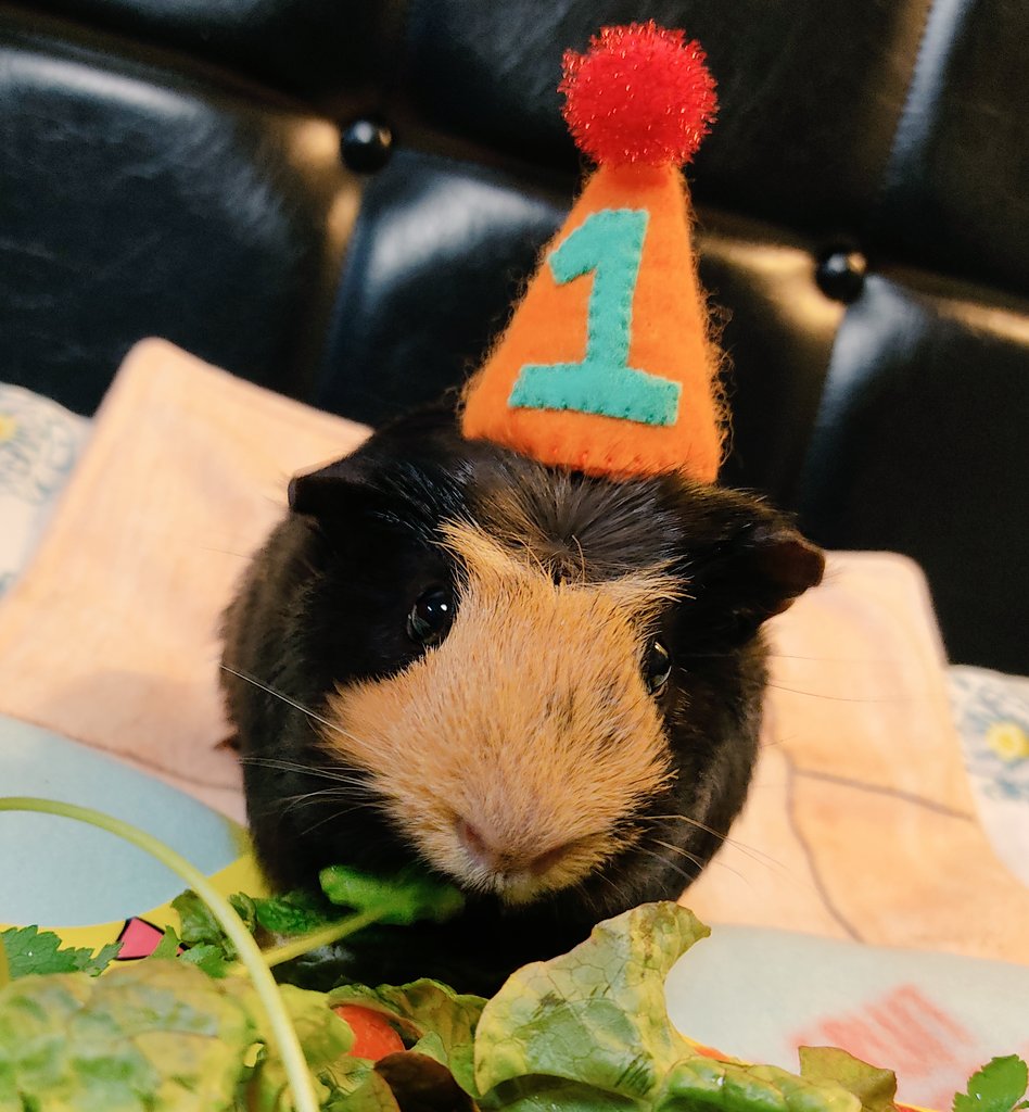 runa_kichi01's tweet photo. #モルモットの日
#GuineapigAppreciationDay
今 そばにいてくれる子🐹🐹も、
お空に旅立った子🌈🐹も、
元気な子も、
お給餌や闘病がんばってる子も、
みんなそれぞれが主役🐹👑
毎日 溢れるほどの❤可愛い❤をありがとう🙌
#モルモット感謝の日
#モルモット #guineapi
#モル兄弟 #モルカー https://t.co/A5xiovZ7kL
