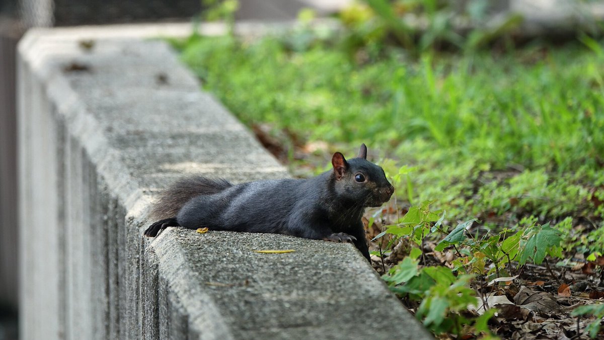 Ian Black tweet media