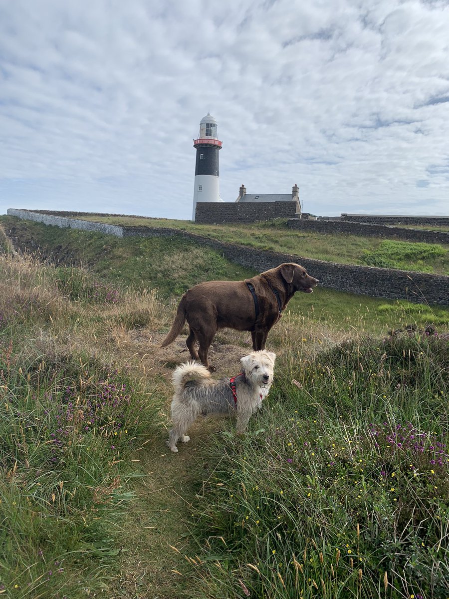 SarahCorr131's tweet photo. Rambling on #Rathlin https://t.co/sTfYUFbFGX