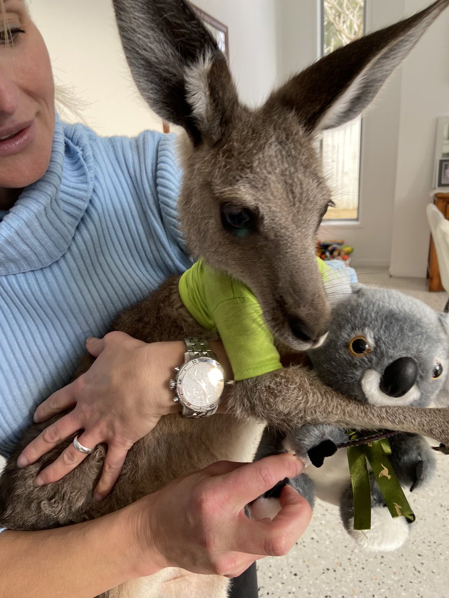 damienlynes's tweet photo. Can #tourroo hold onto the #greenjersey tonight 🦘💚🦘you say #fromagefriday we are hopping for a #saycheese #podiumfinishfriday #sbsTDF #couchpeloton @Bridie_OD @CyclingCentral to all the Aussies in lockdown #hugaroo https://t.co/qtGqjBkDzl