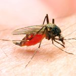 これぞ科学⁉蚊の吸った血からDNA判定で犯人逮捕に成功⁉