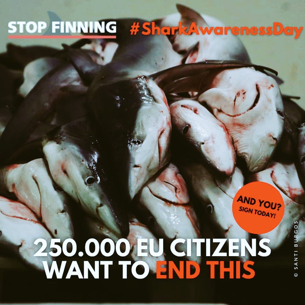 DataSystemsDave's tweet photo. The 14th of July was #sharkawarenessday.
Please visit @stopfinningeu to sign the petition to stop the wasteful and rather pointless act of shark finning.
#shark #sharkobsessed #sharknerd #retro #book #savenature #saveouroceans #saveourseas #saveourselves https://t.co/G28F3JgY0H