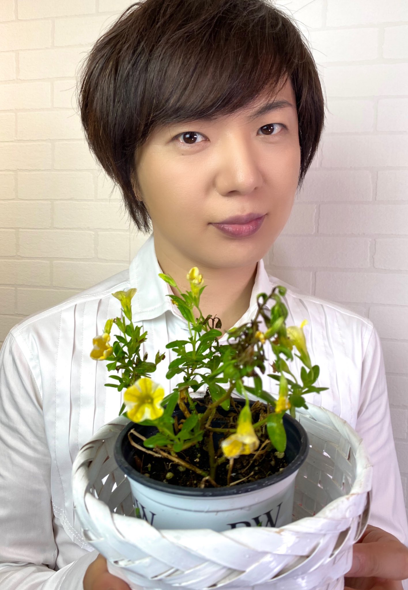 竹島宏スタッフ 公式 スーパーベル レモンスライス 花言葉は あなたといると心がなごむ 皆さんにとって僕はそんな存在になれていたら嬉しいです いよいよ明後日は故郷福井 久しぶりのフェニックスプラザでコンサート 今日も１日お疲れ様で