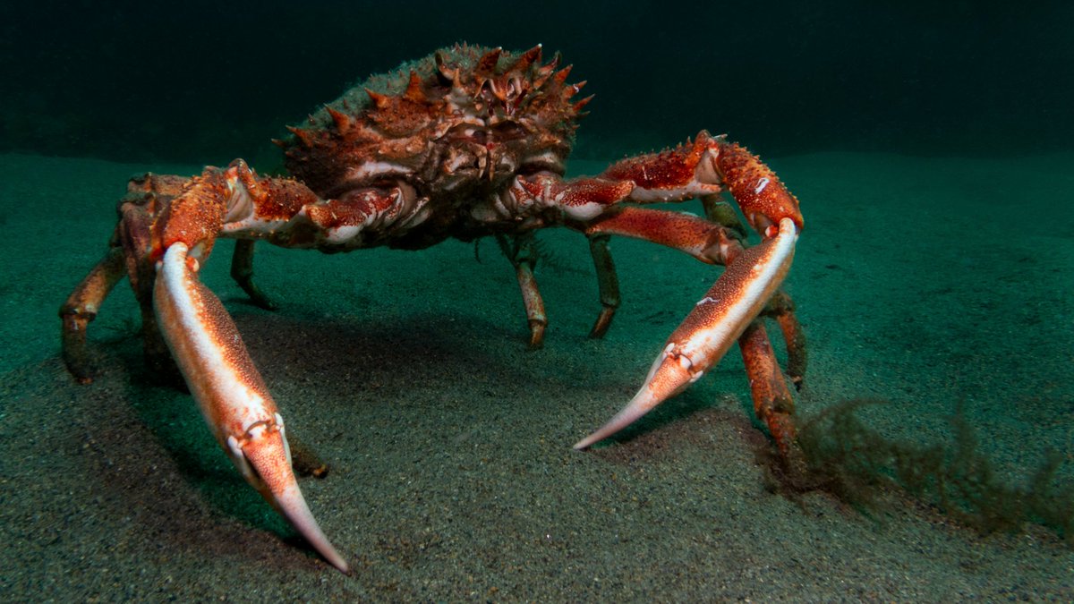 The king of the Cornish crabs! 🦀👑

Join @cornwallgoodsea for a Cornish King Crab celebration evening in #Newquay on Wednesday to learn about their biology and how to pick and cook your own sustainably-caught crab from local fishermen: …hkingcrabcelebration.eventbrite.co.uk 📷@lewismjefferies