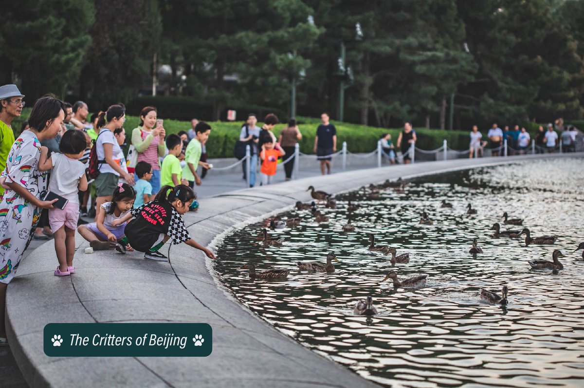 VisitBeijingcn's tweet photo. A flock of mallard ducks enjoys a quick bath in the reflecting pool of the National Center for the Performing Arts in Beijing. Mallards are the ancestors of the domesticated variety raised for Beijing’s most famous dish: Peking Duck.
📷 Uni You
#crittersofbeijing #pekingducks https://t.co/IVoFa5kpDU