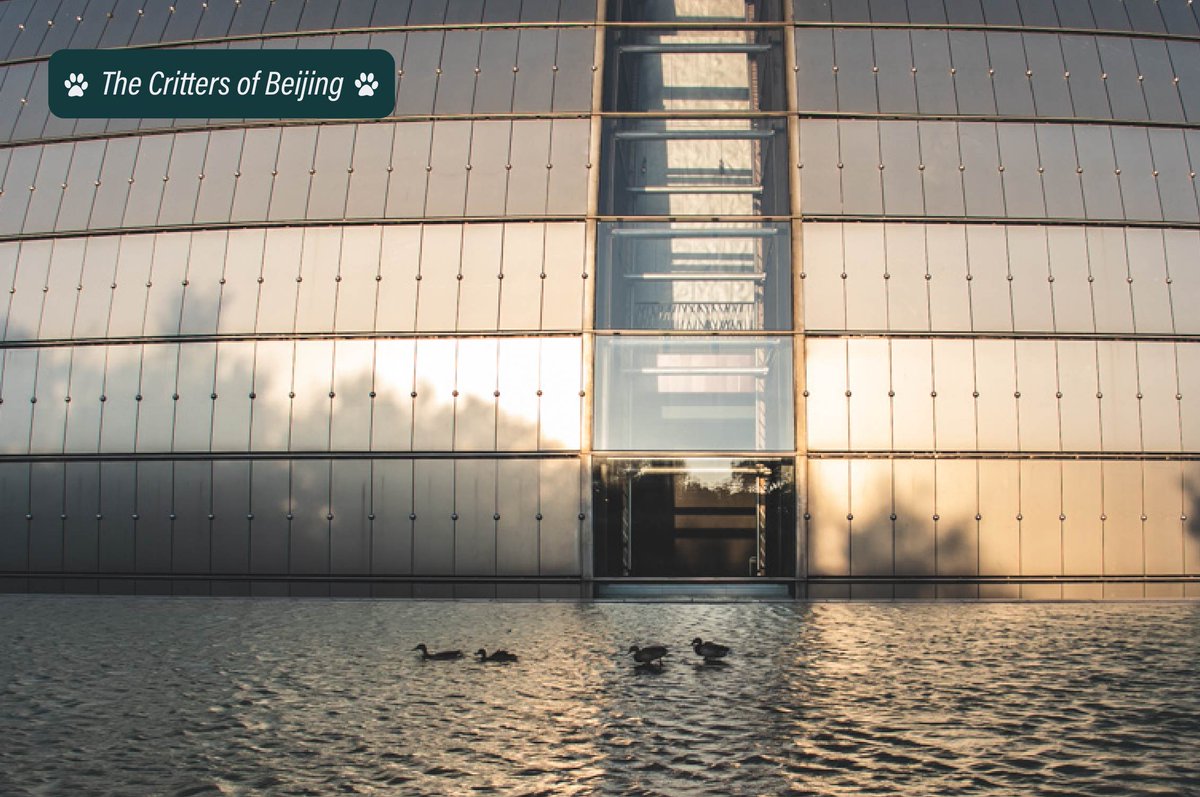 VisitBeijingcn's tweet photo. A flock of mallard ducks enjoys a quick bath in the reflecting pool of the National Center for the Performing Arts in Beijing. Mallards are the ancestors of the domesticated variety raised for Beijing’s most famous dish: Peking Duck.
📷 Uni You
#crittersofbeijing #pekingducks https://t.co/IVoFa5kpDU