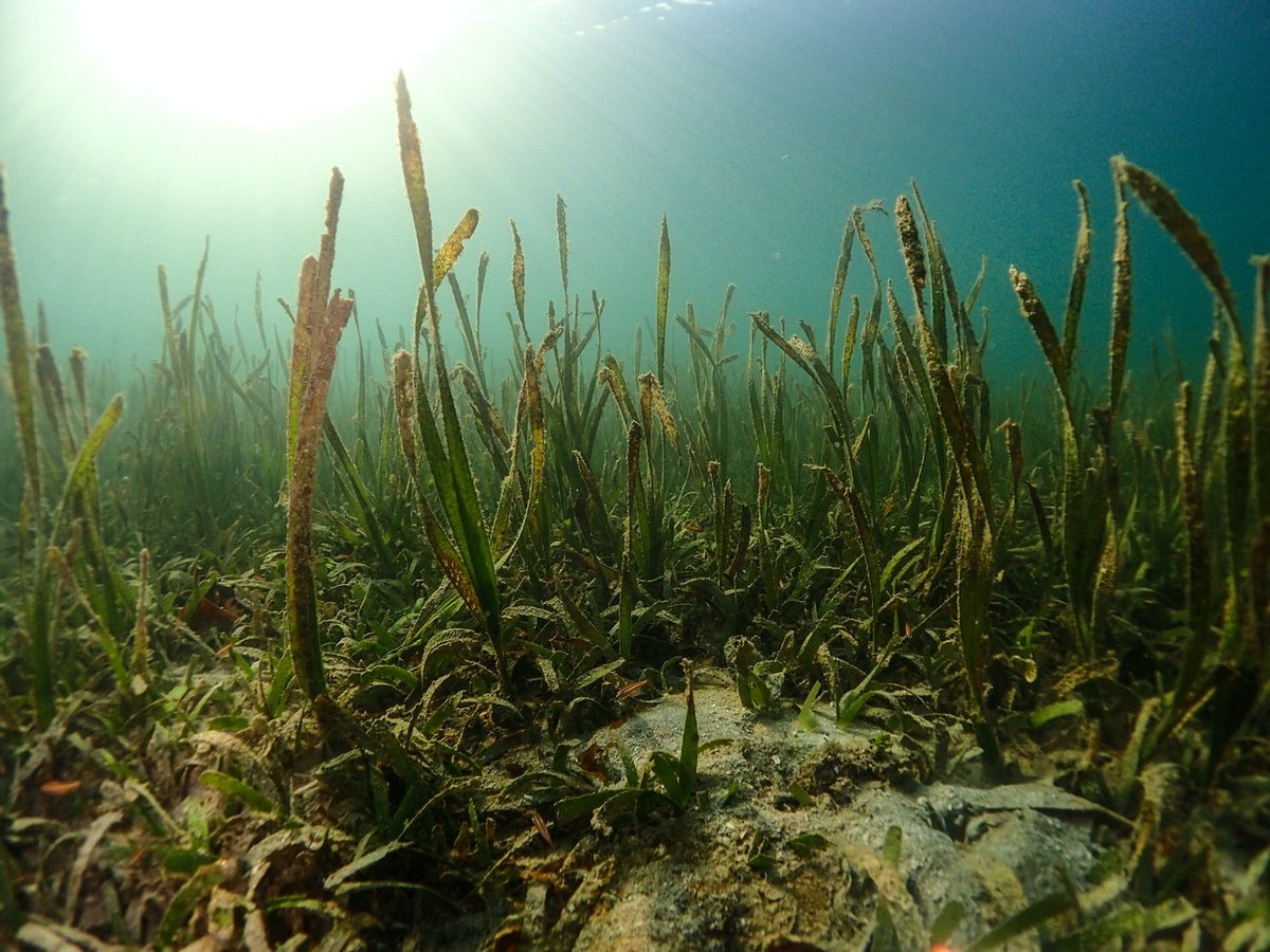An army of volunteers is behind the largest #SeagrassRestoration project in the world — proving that marine habitats can be brought back to life.  
Read the article and sign up for more #SolutionsJournalism like this in our weekly newsletter here: bit.ly/36wlwFu