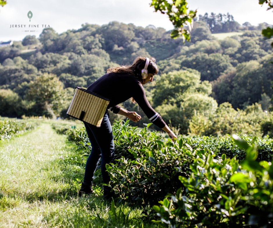 <a href="/JerseyFineTea/">JerseyFineTea</a> is a local producer of premium quality, single-estate teas.
Jersey’s gentle marine climate enhances quality by slowing the growth of the plant and encouraging its roots to reach deeply for the natural nutrients that enhance the finished tea.
ow.ly/1AkQ50Fxm6H