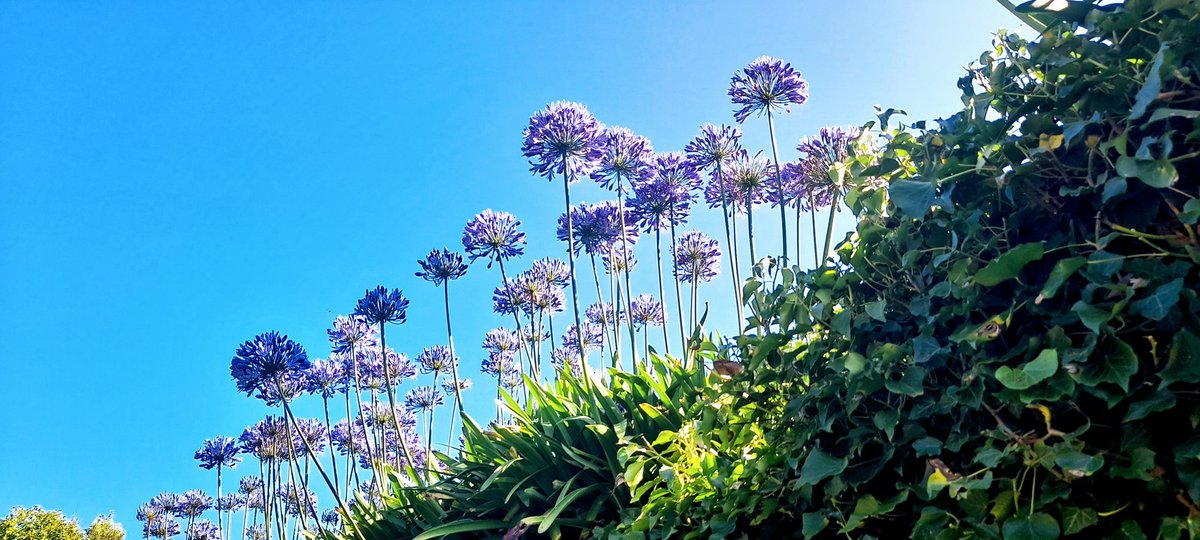 Thepennyrollson's tweet photo. Day 2 of 4 on #Jersey in a heatwave...walking the Cliff Paths around the Island....up and down into tiny ports, blue seas, and heather clad headland ..just a few miles from #France beautiful 

@AlzResearchUK 

#thepennyrollson

Walking the Coast of #britain #Ireland and #Islands https://t.co/uPfHG3PZnw