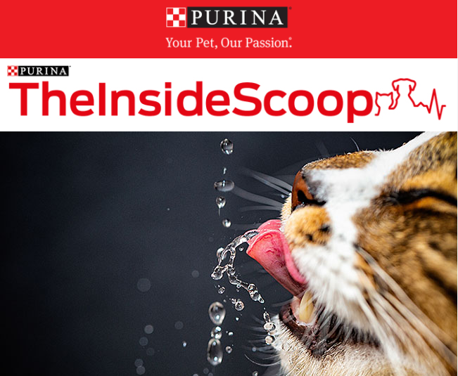 vet_prof's tweet photo. Vets/VN’s: As temperatures continue to soar, learn more about the importance of feline hydration and the science behind nutrient-enriched water with Drs Sarah Caney and Andy Sparkes (free) here: https://t.co/Xv75y1buXl https://t.co/HkmM6Aoc3M