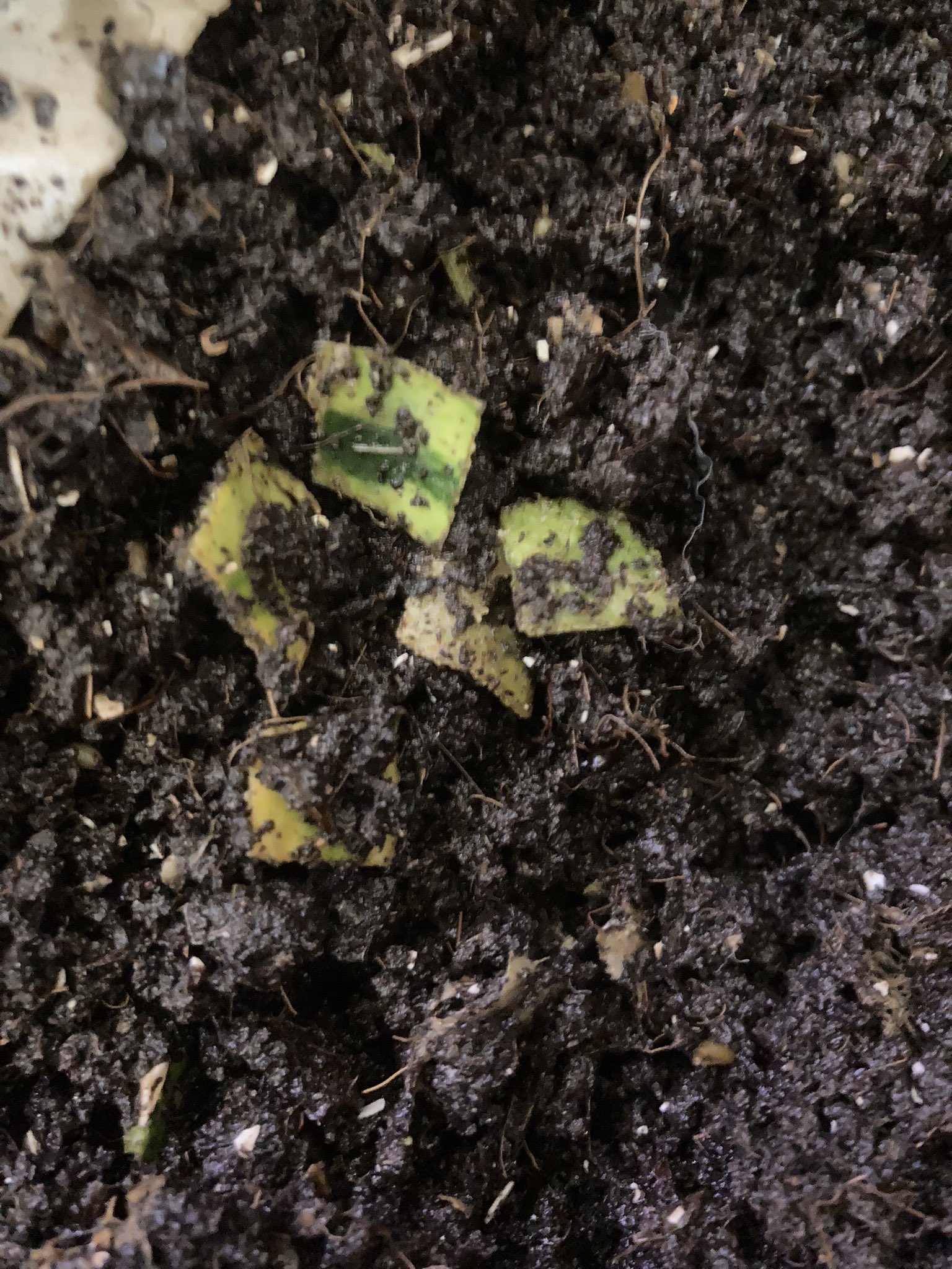 ちっちゃん ミミズコンポストのある生活 ミミズコンポストvsキエーロ 実験 スイカ 5日目 4日後 画像注意 ミミズコンポストの方は 昨日とあまり変化がなく薄い緑の皮だけの状態 皮の数が減った気もしなくはない キエーロの方は