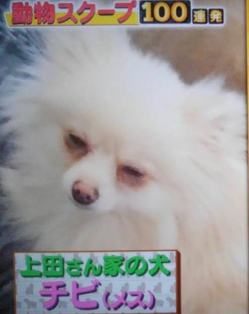 秋麗 Kat Tun上田竜也担 Eternal 龍組 11 3 Shock発売 على تويتر チビちゃんのご主人上田竜也総長が所属くるkat Tun の新曲が9 8 水 に発売になりますので よろしくお願いいたします ﾍﾟｺﾘ