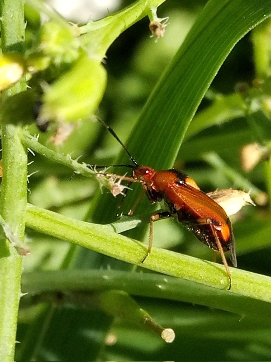 Fairly successful pre-work garden safari.