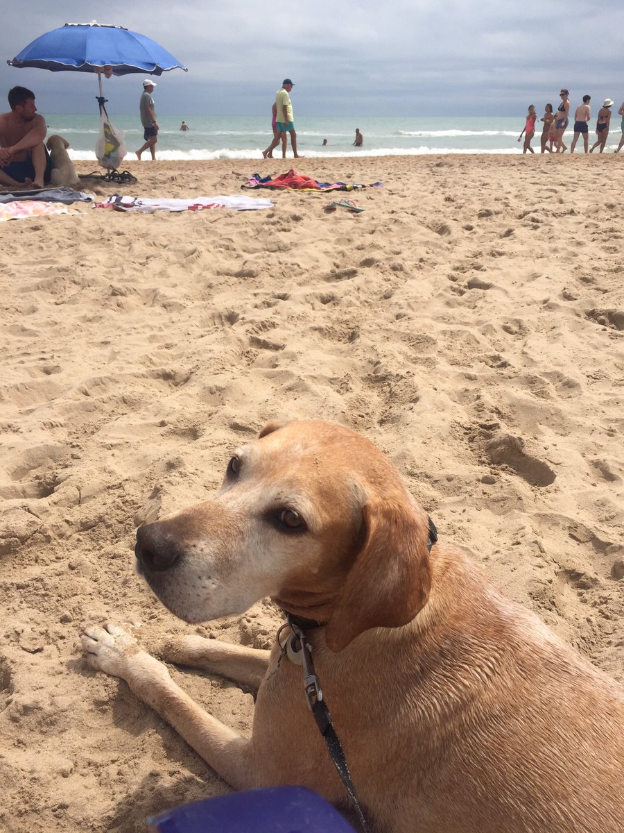 saragarcia1978's tweet photo. . @visitgandia @ayto_gandia ¿qué pasó de la playa can de #Gandía, L’Ahuir? Cuando se quitó dijeron que era una medida temporal y buscarían otro emplazamiento, pero sigo sin poder ir con mi #perro a la #playa ¿Cuándo podré repetir estas fotos? #playacan #playasparaperros https://t.co/VisQq8Vo3z