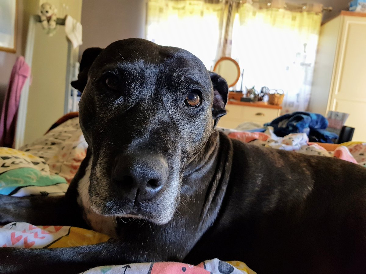 JessieDoggyDiva's tweet photo. Hello!  I was lying flat on my side, snoozing and enjoying that #Friday feeling just a second ago, but a photo opportunity is a photo opportunity!  #Dog #DogsofTwittter https://t.co/XgZFu3robb